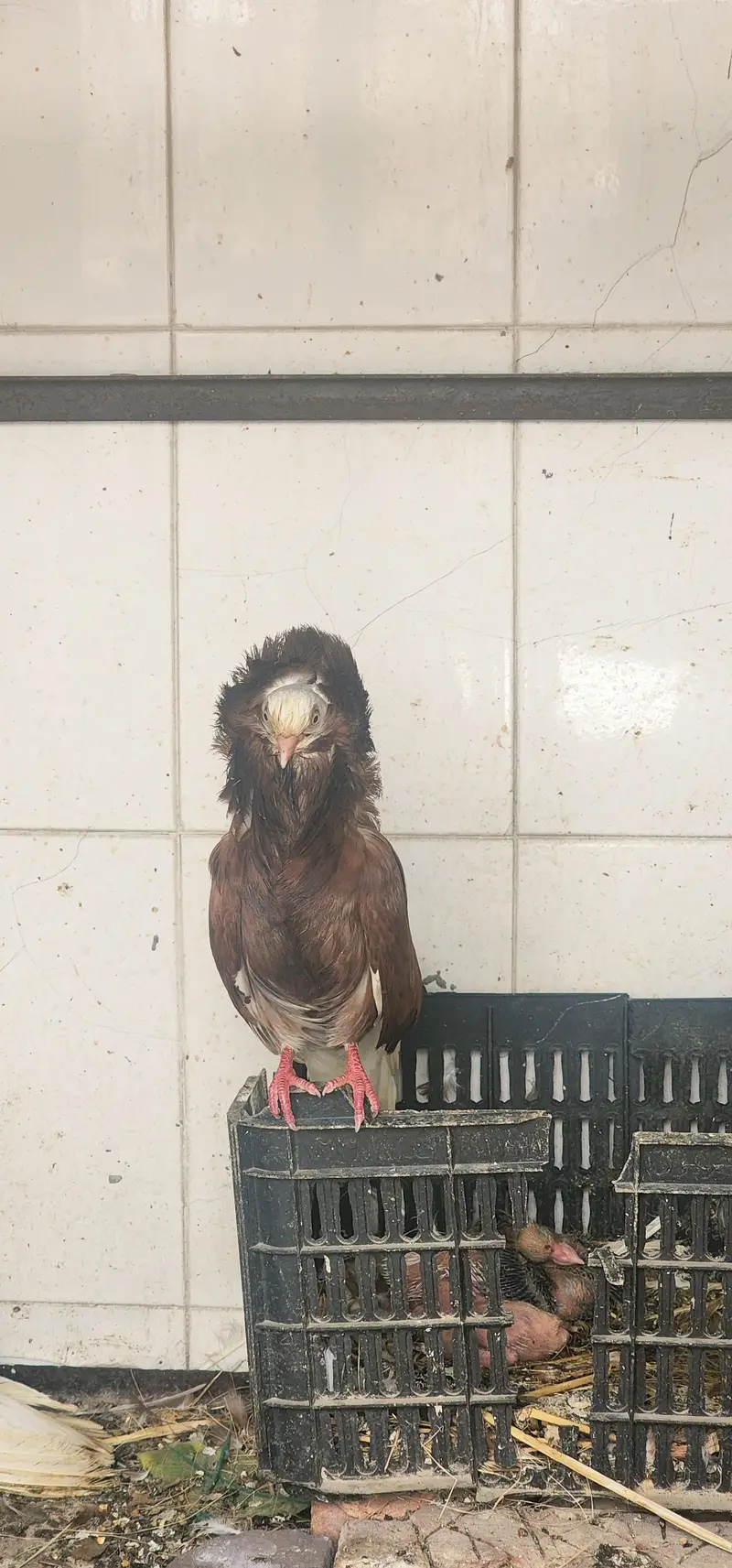 pair of red jacobin along with 2 chicks and 1 breeder — photo 4