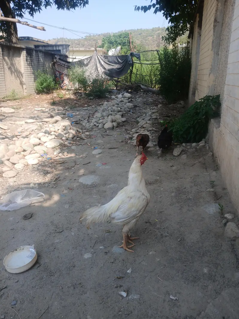 aseel white murgha — photo 2