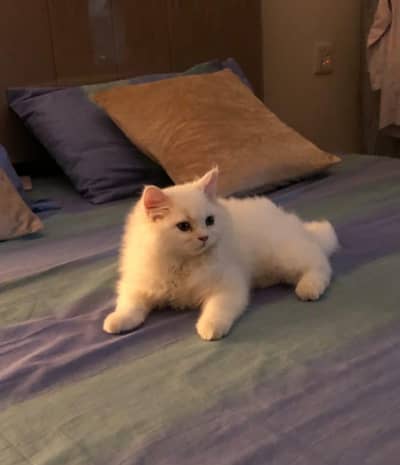 Persian cat