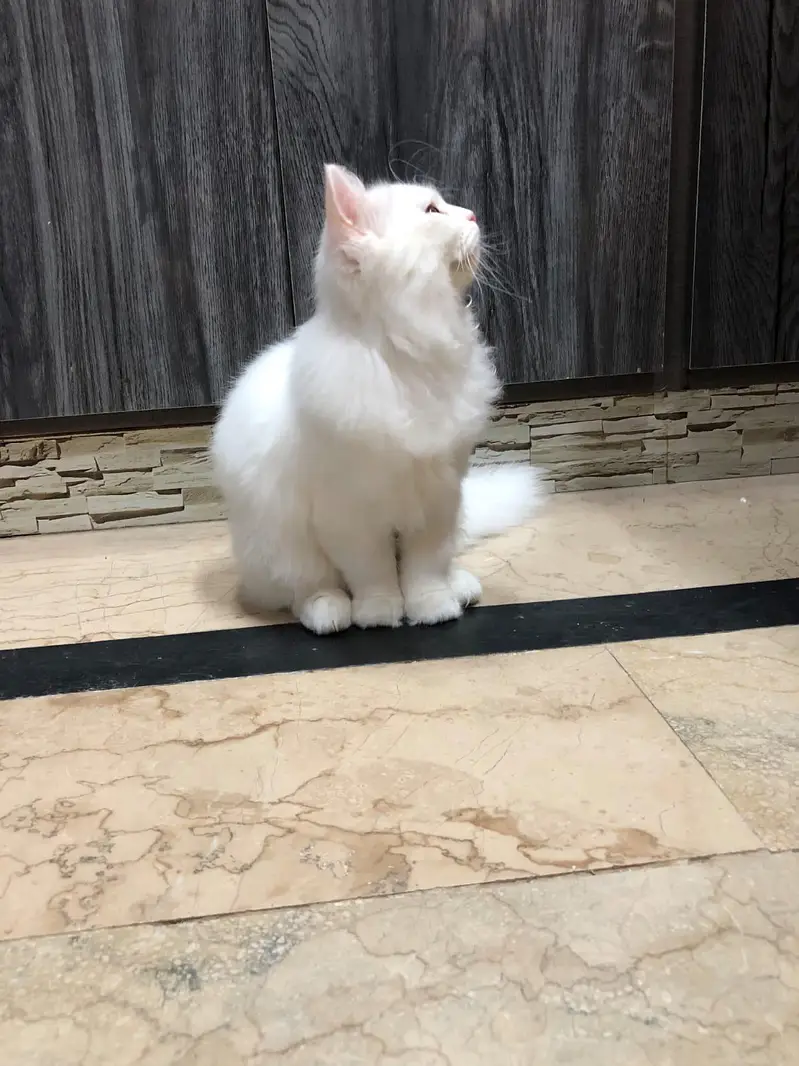 Persian cat — photo 2