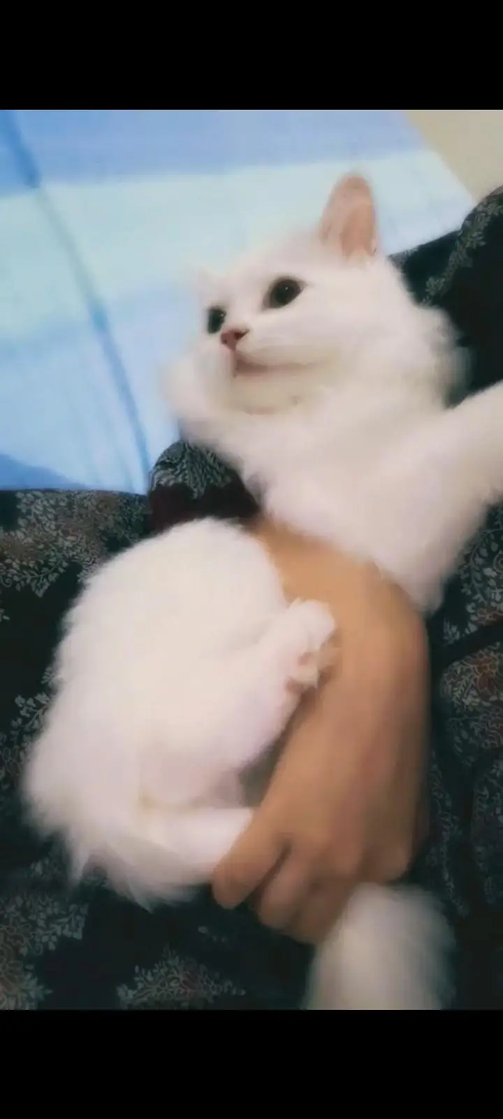 Persian cat — photo 3
