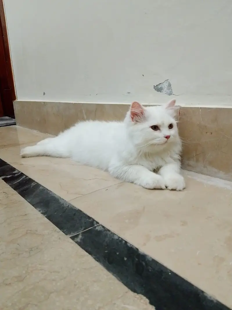 Persian cat — photo 4