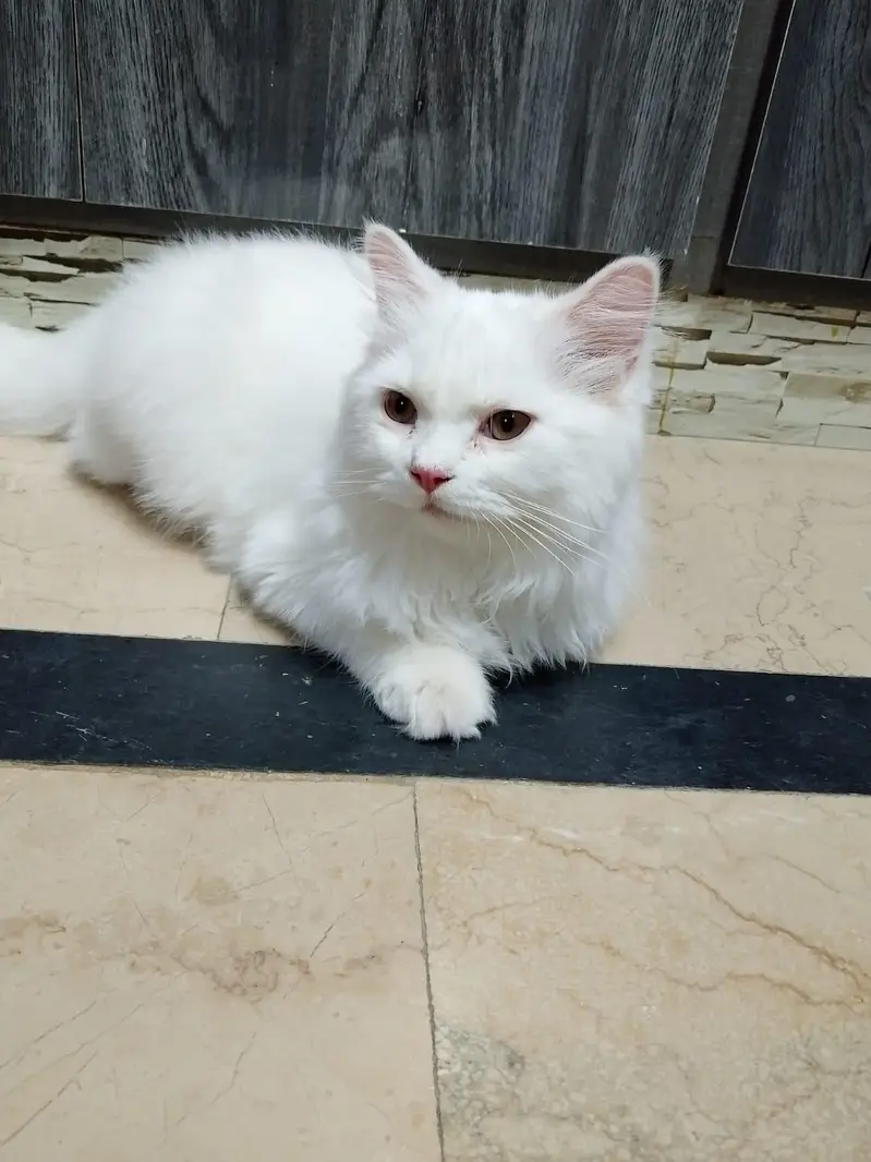 Persian cat — photo 5