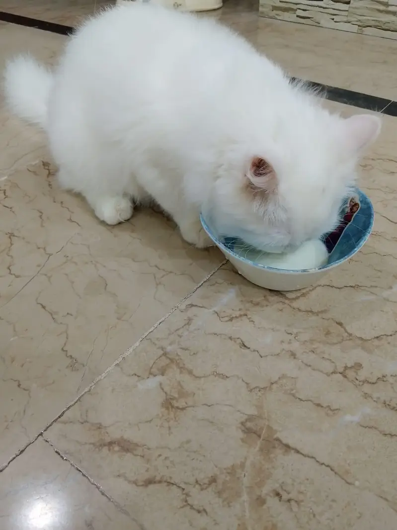 Persian cat — photo 6