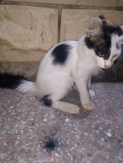 domestic cat for sale