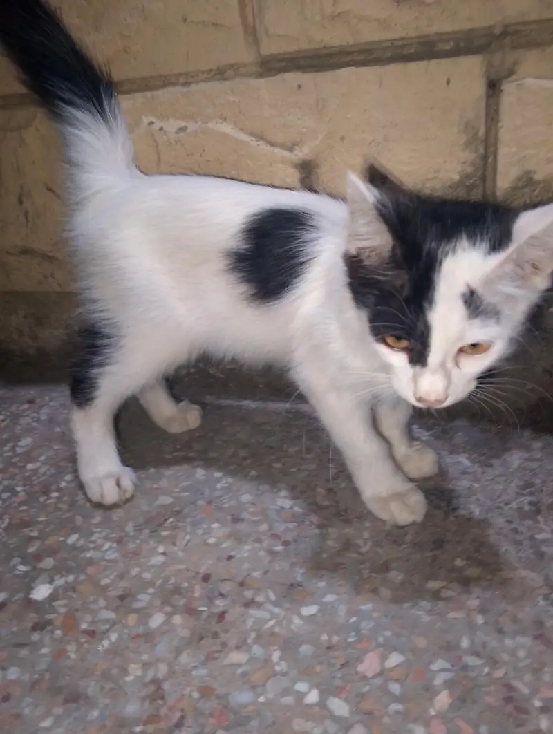 domestic cat for sale watsapp num 0'31,4087,3712 — photo 2