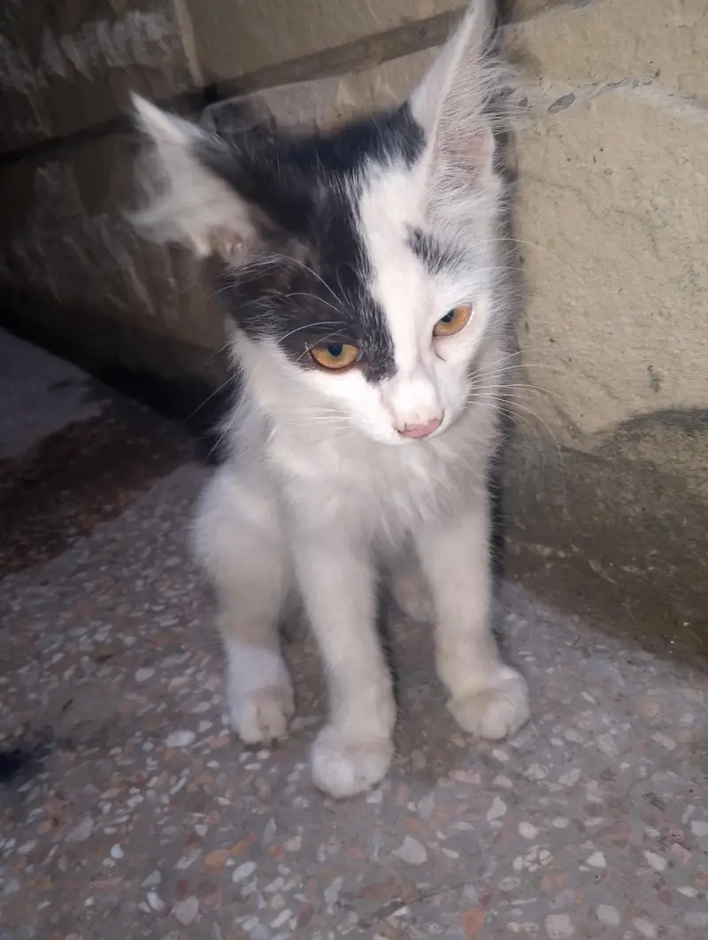 domestic cat for sale watsapp num 0'31,4087,3712 — photo 3