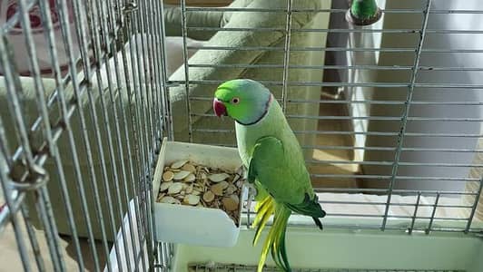 Kashmir Parrot raw