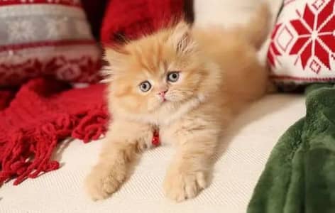 Persian kittens for sale