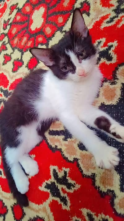 semi Persian kitten