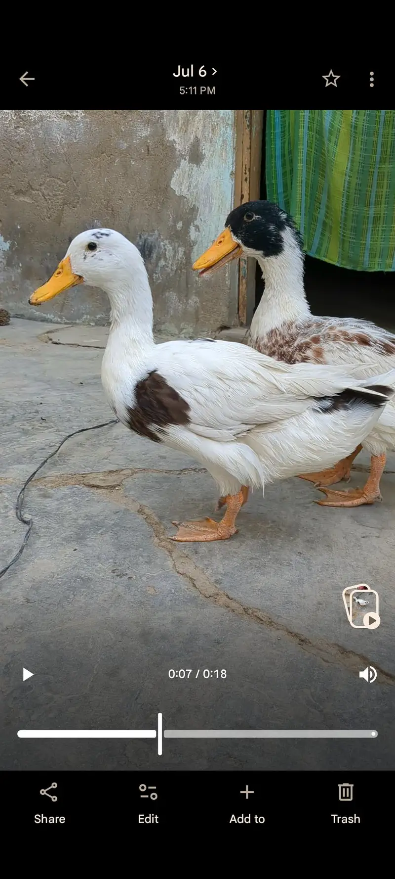2 adad garelo batakh ha — photo 4