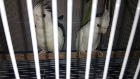 white grey cockatiels