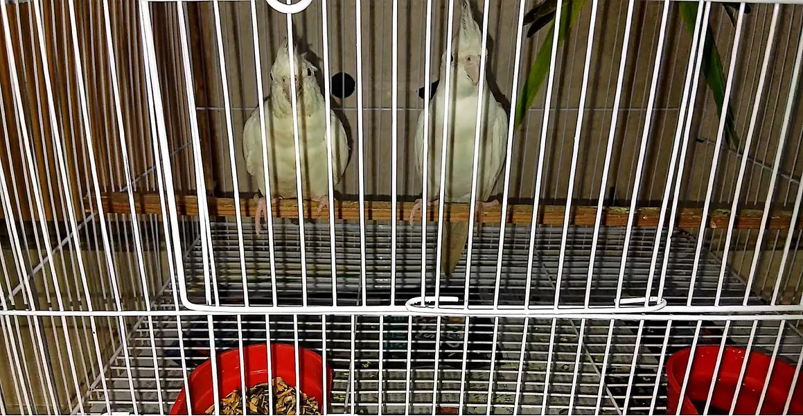 white grey cockatiels — photo 2