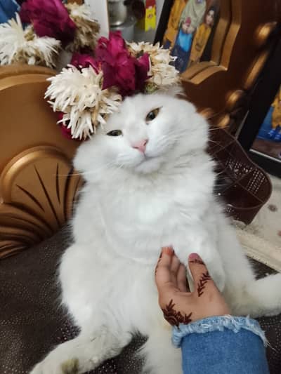 Male persion male cat for sale