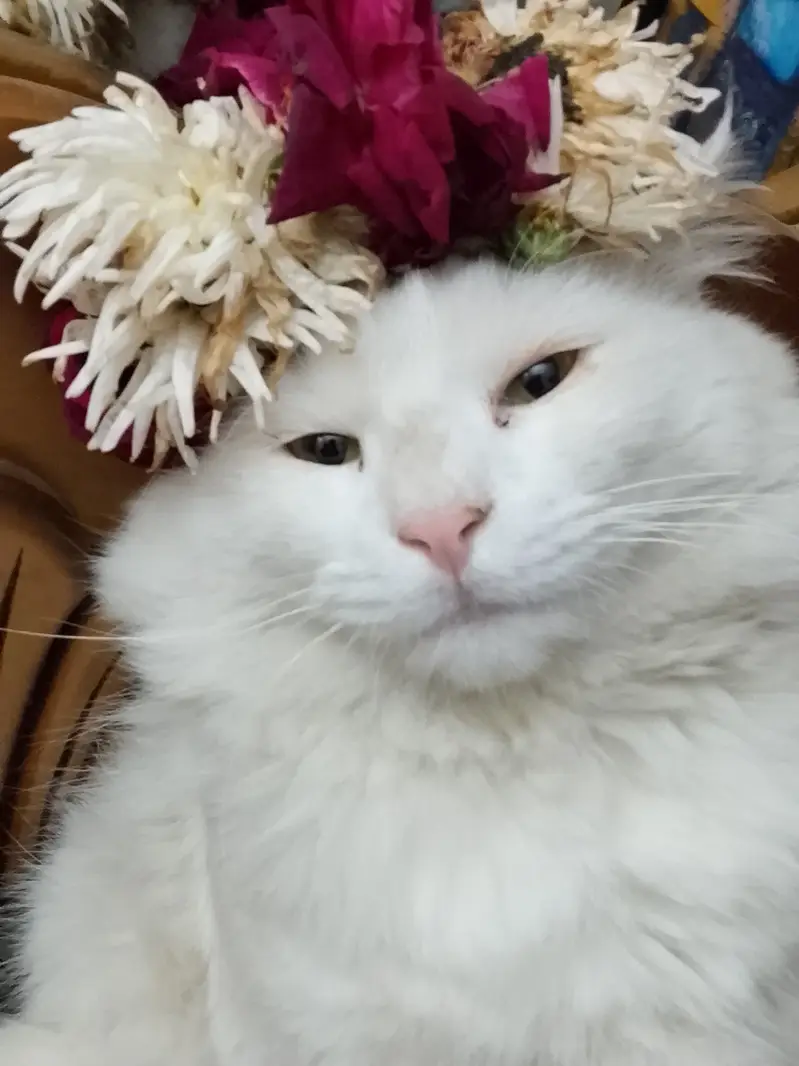 Male persion male cat for sale — photo 2