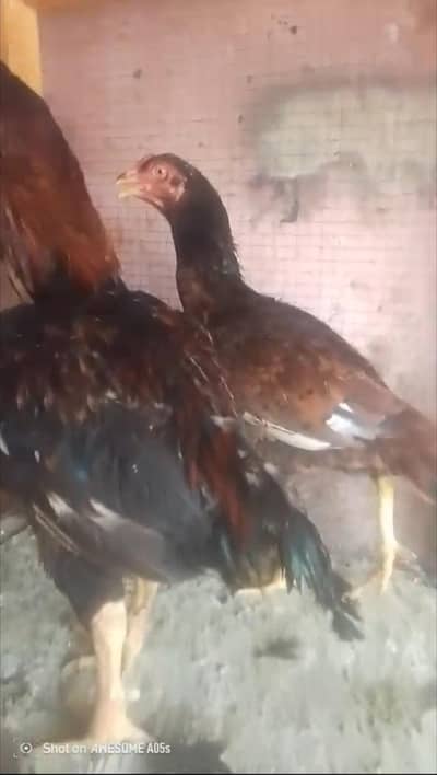 Old line mianwali quality pair for sell Whatsapp: 03159640025