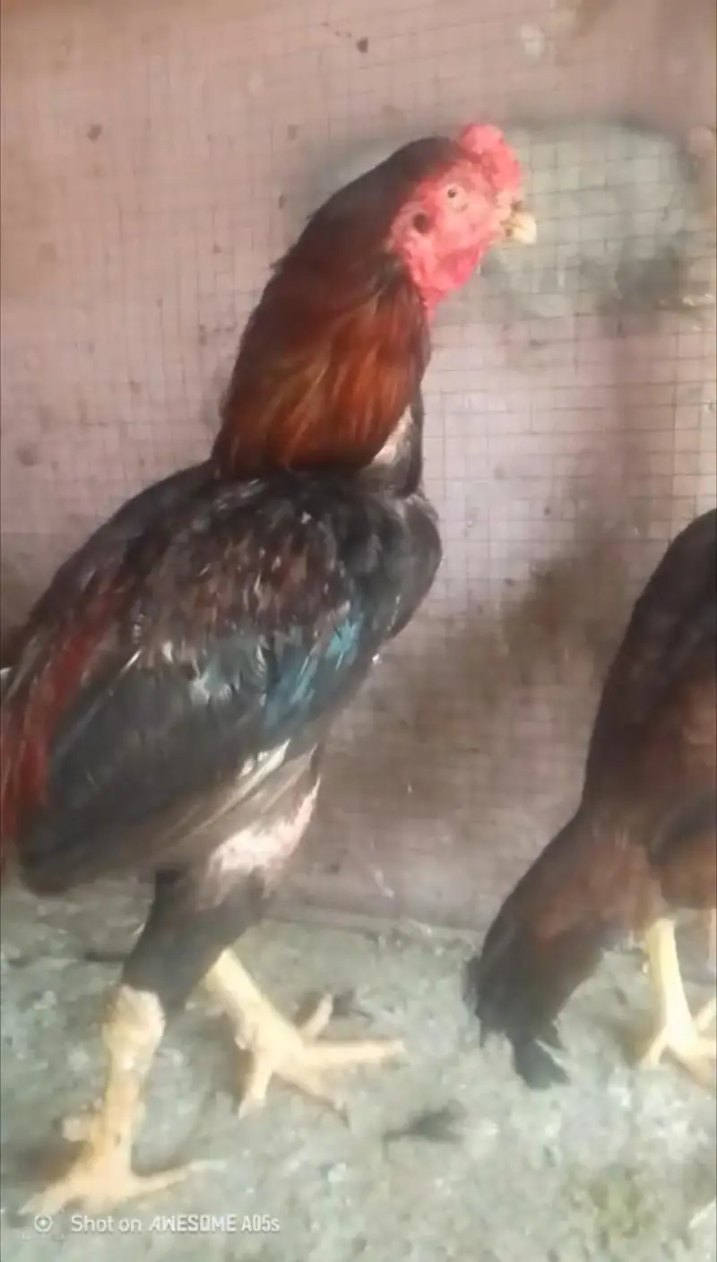 Old line mianwali quality pair for sell Whatsapp: 03159640025 — photo 2