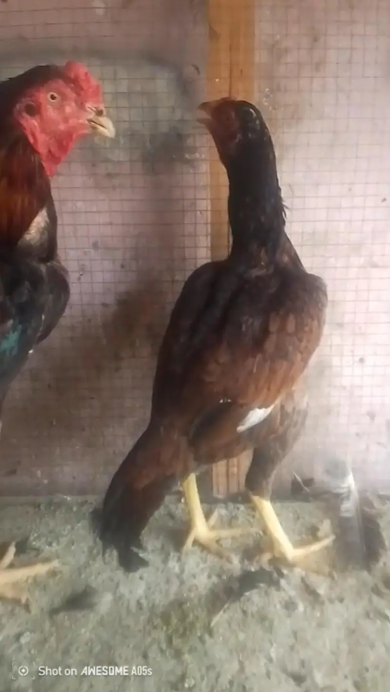 Old line mianwali quality pair for sell Whatsapp: 03159640025 — photo 3