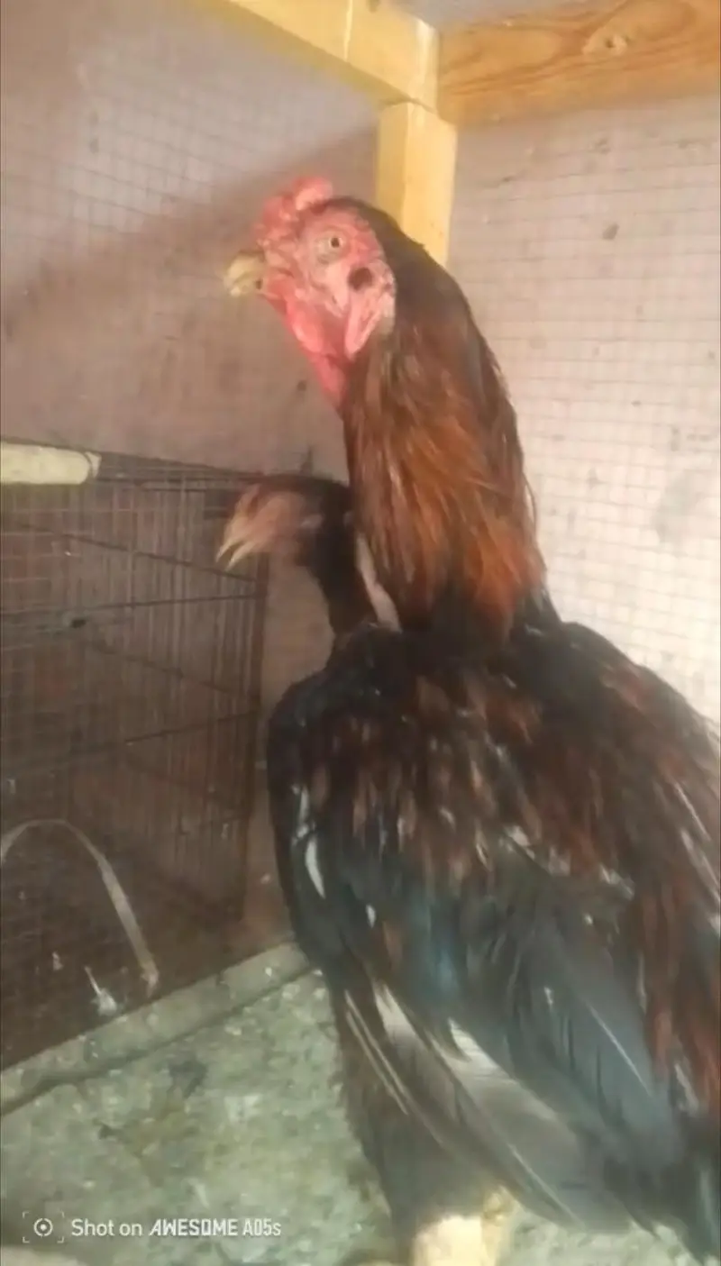 Old line mianwali quality pair for sell Whatsapp: 03159640025 — photo 4