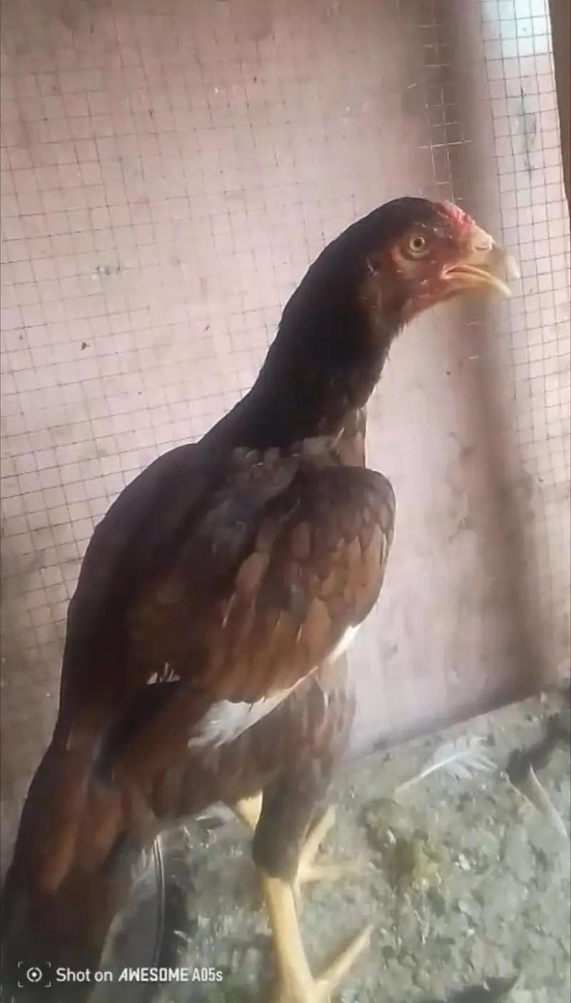 Old line mianwali quality pair for sell Whatsapp: 03159640025 — photo 7