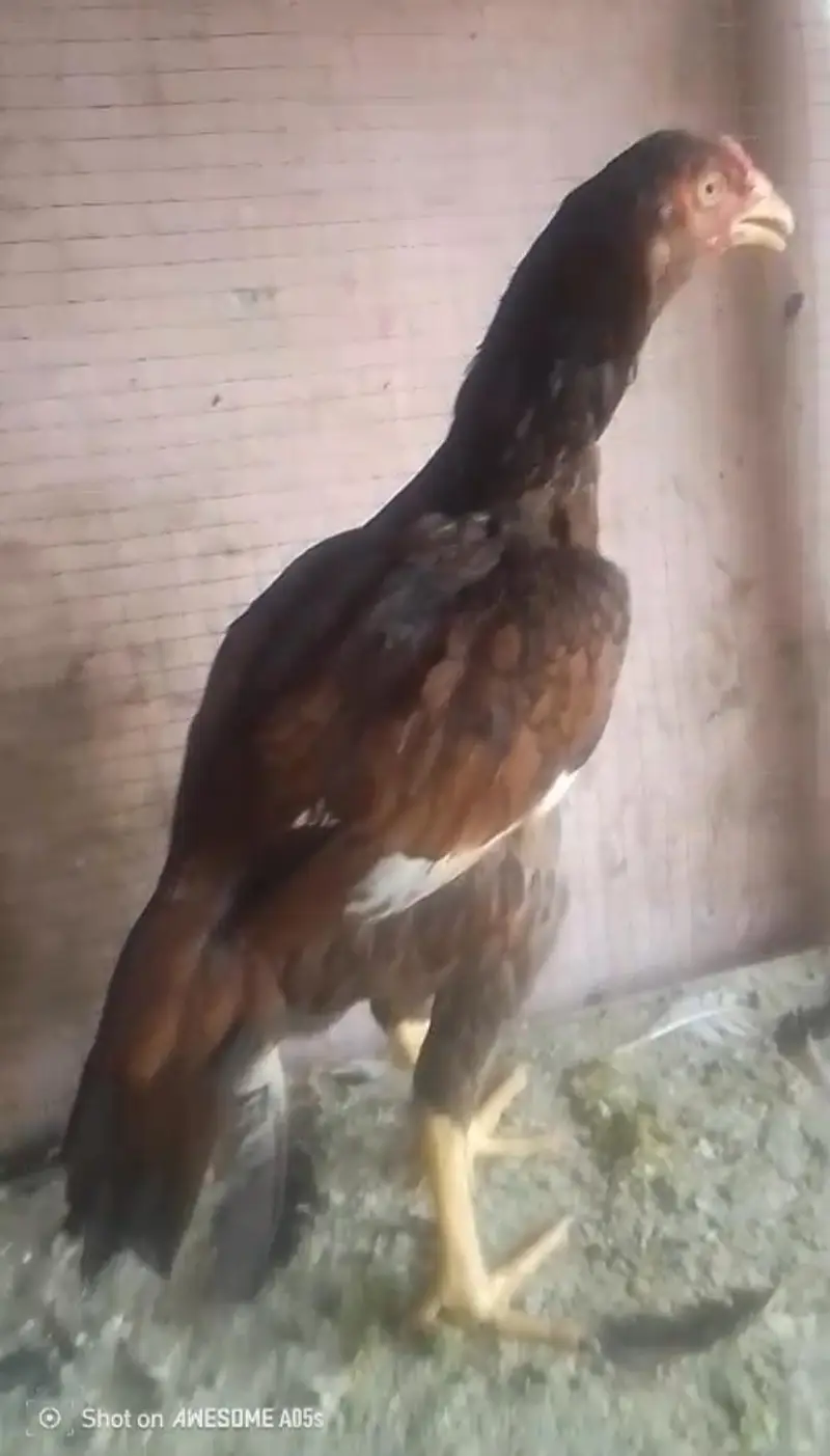 Old line mianwali quality pair for sell Whatsapp: 03159640025 — photo 8