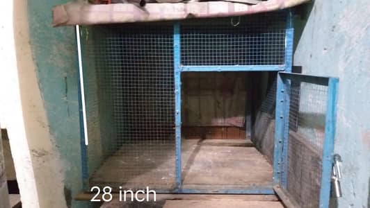 birds cage