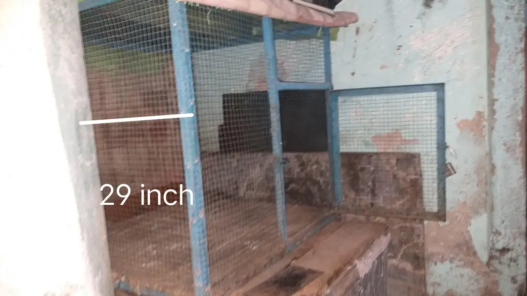 birds cage — photo 3