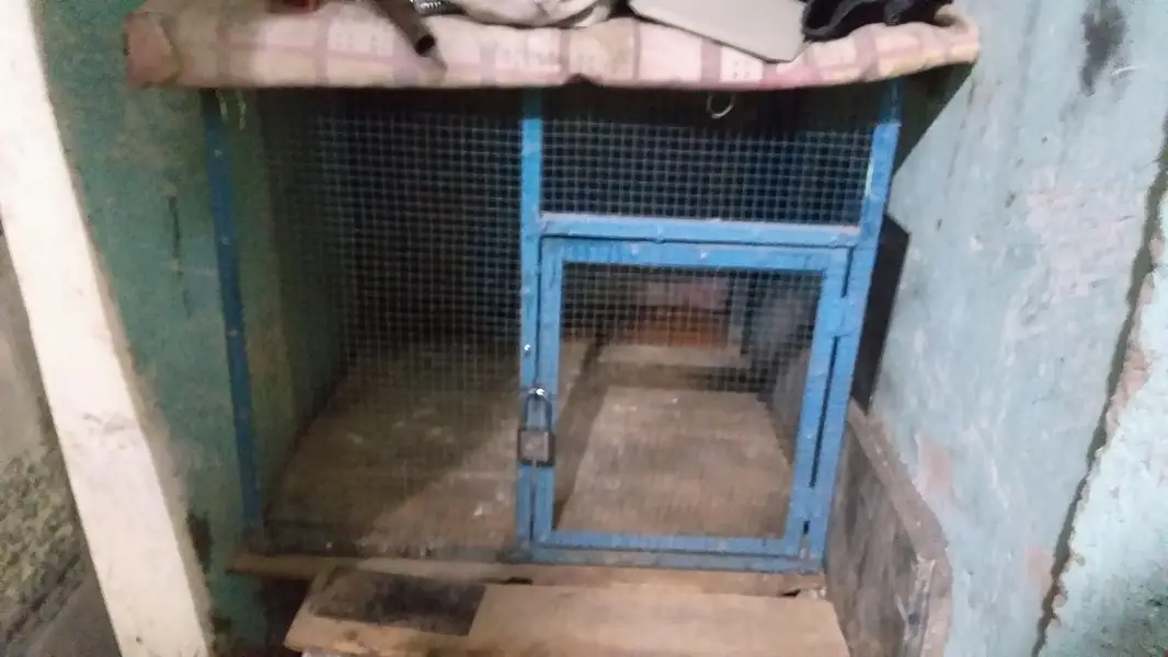 birds cage — photo 4