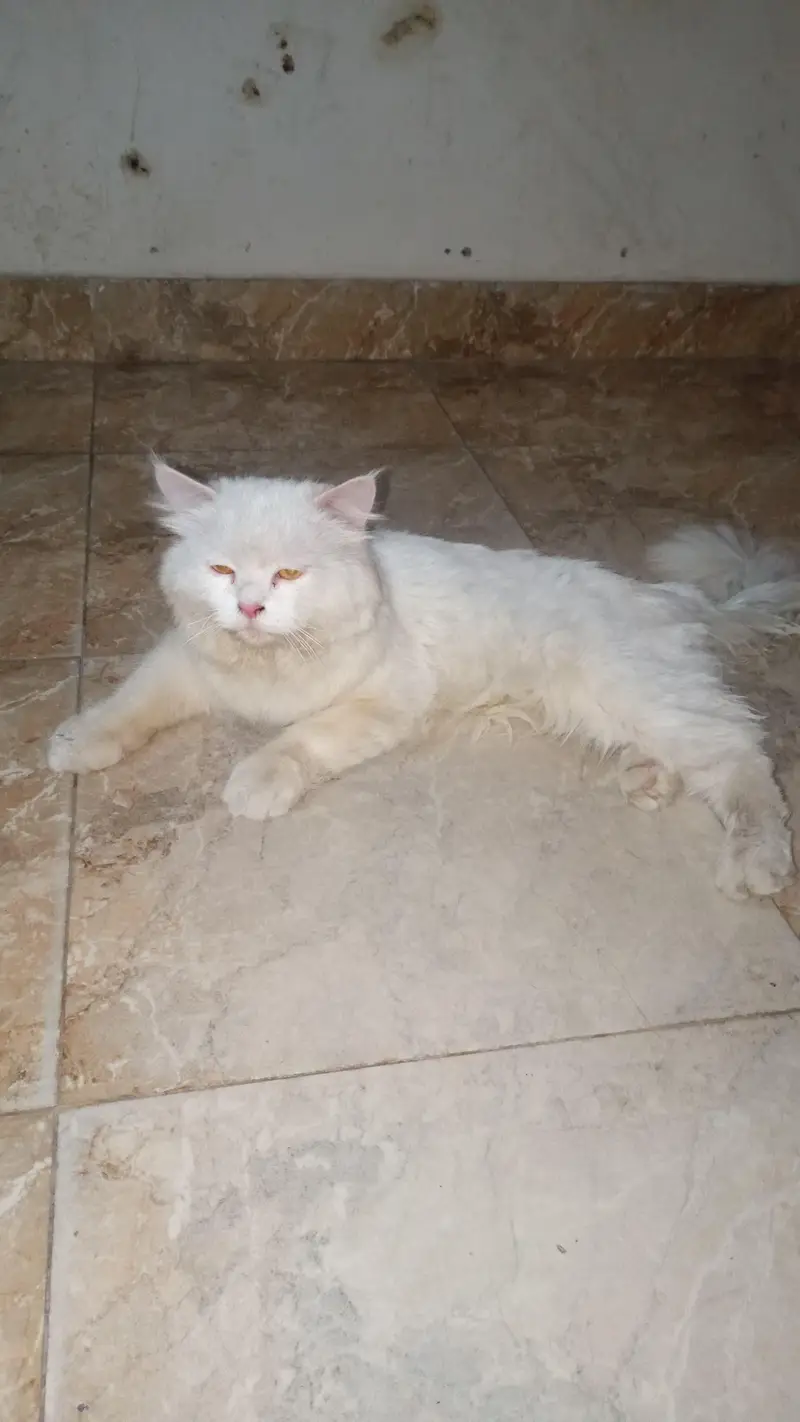 Age 1.5 Racian  hai Orgent sale kar rha hun — photo 2