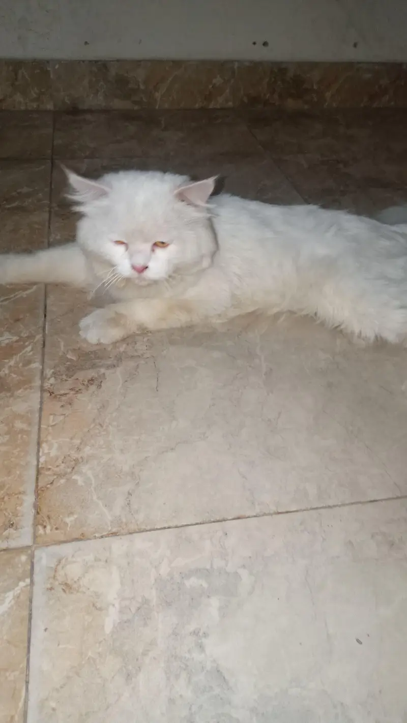 Age 1.5 Racian  hai Orgent sale kar rha hun — photo 3