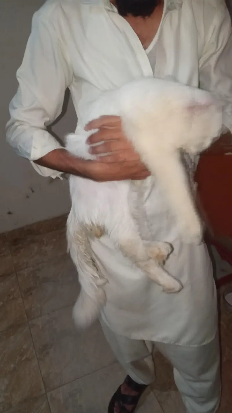 Age 1.5 Racian  hai Orgent sale kar rha hun — photo 6