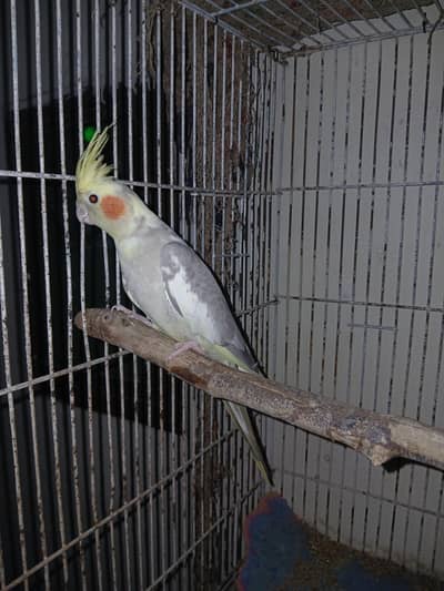 cocktil pair for sale jis ko chiye ho rabta karay fnf price  5000
