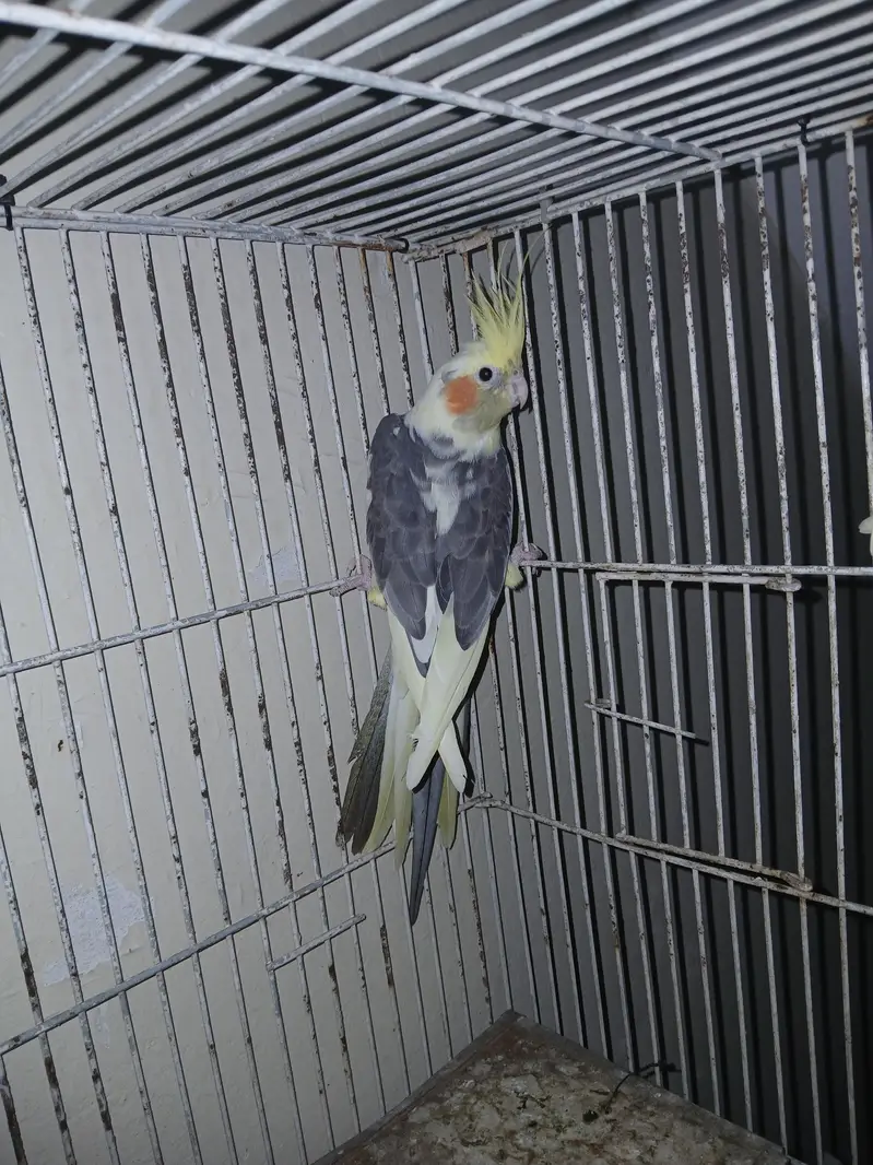 cocktil pair for sale jis ko chiye ho rabta karay fnf price  5000 — photo 2