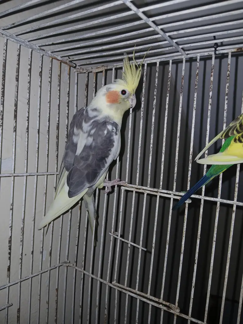 cocktil pair for sale jis ko chiye ho rabta karay fnf price  5000 — photo 3
