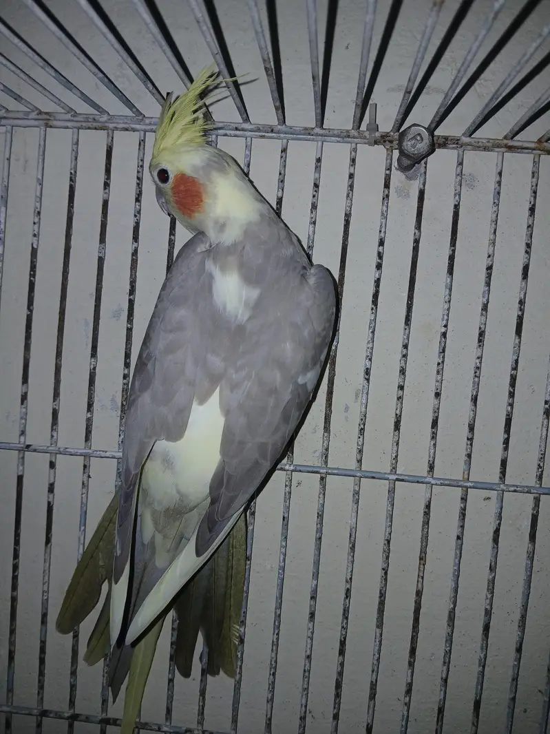 cocktil pair for sale jis ko chiye ho rabta karay fnf price  5000 — photo 4