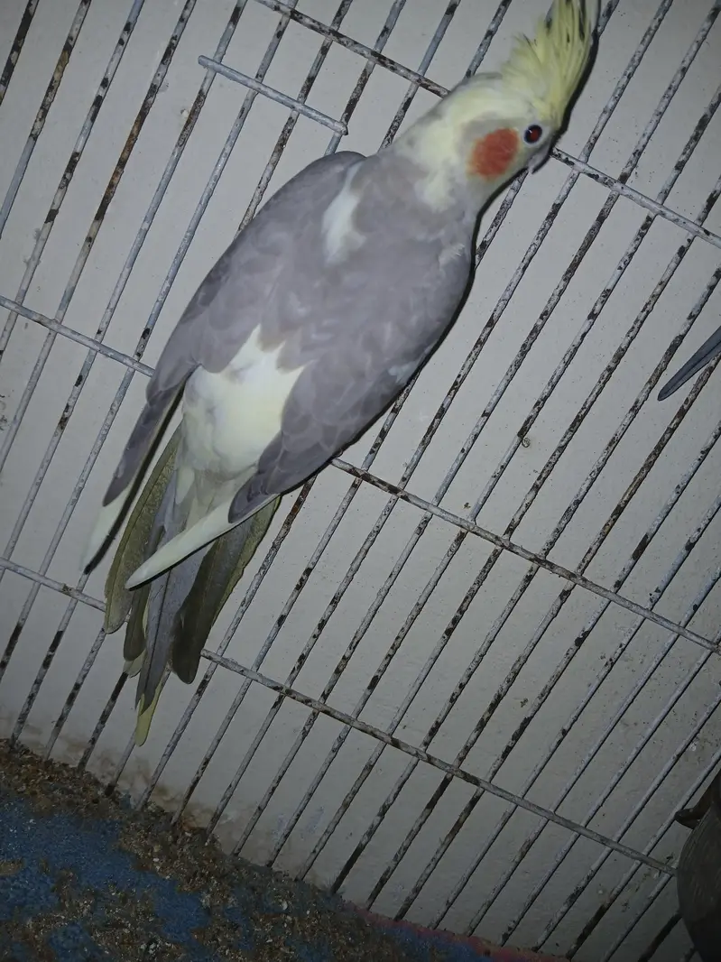 cocktil pair for sale jis ko chiye ho rabta karay fnf price  5000 — photo 5