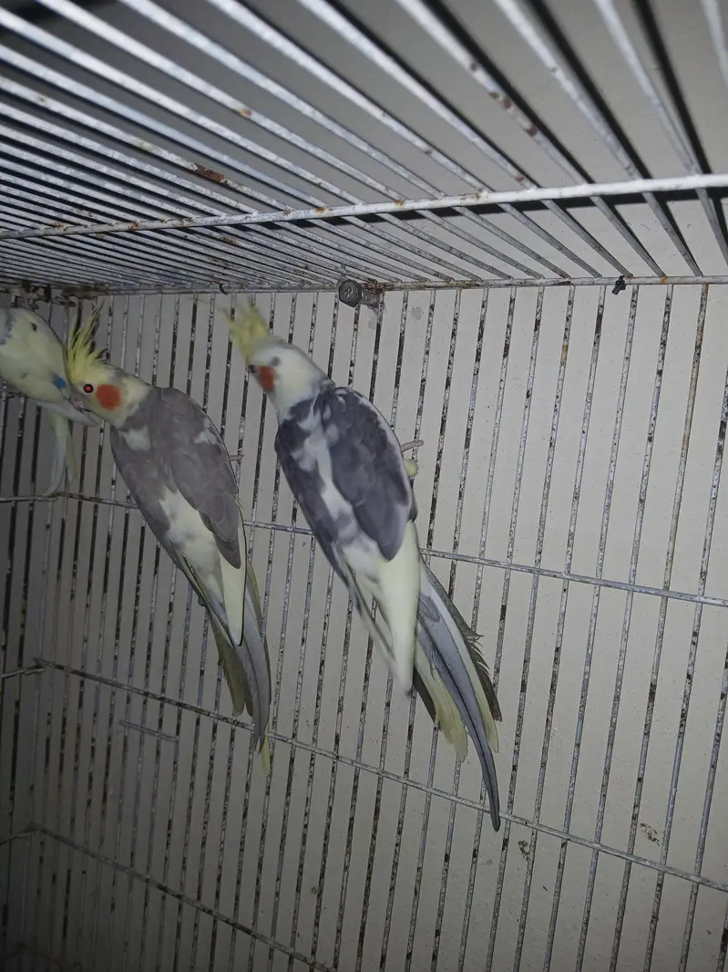 cocktil pair for sale jis ko chiye ho rabta karay fnf price  5000 — photo 6