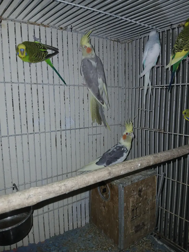 cocktil pair for sale jis ko chiye ho rabta karay fnf price  5000 — photo 7