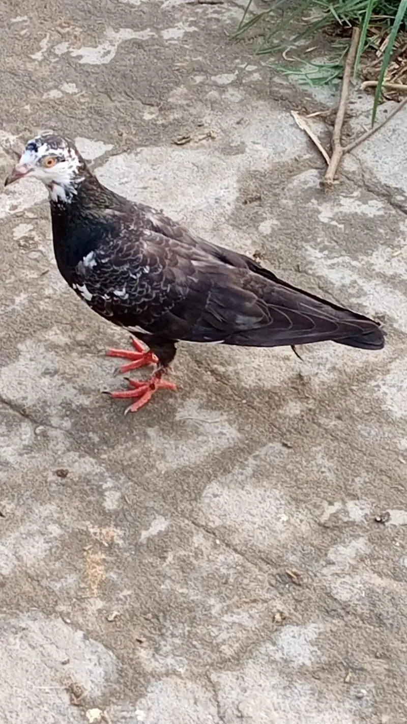40 Din Ka Baji Wala Kabutar — photo 2