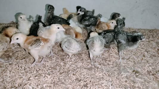 Vaccinated, Healthy and Active Chicks available on reasonable prices
