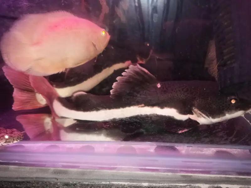 Red tail catfish