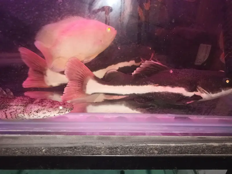Red tail catfish — photo 2