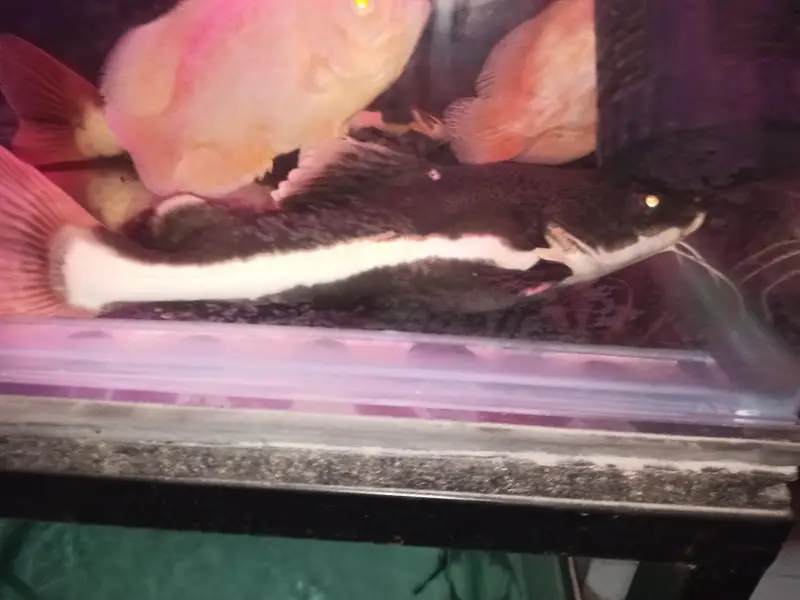 Red tail catfish — photo 3