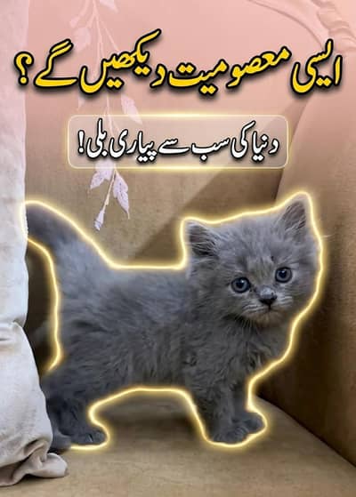 Persian kittens available
