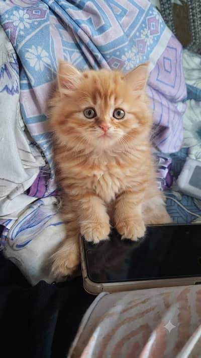 Persian kittens available