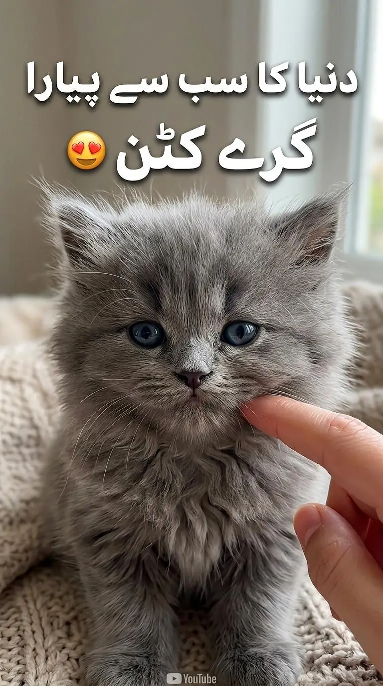Persian kittens available — photo 3