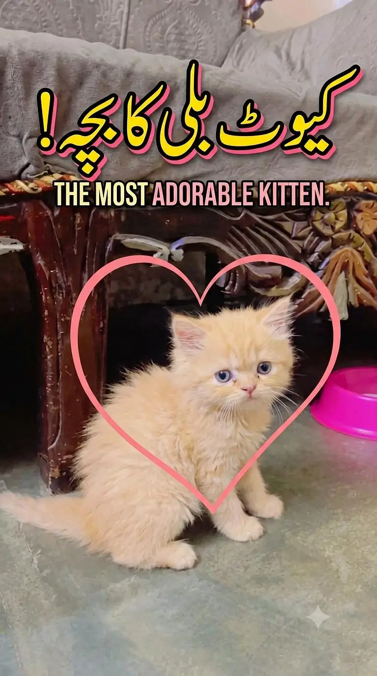 Persian kittens available — photo 4