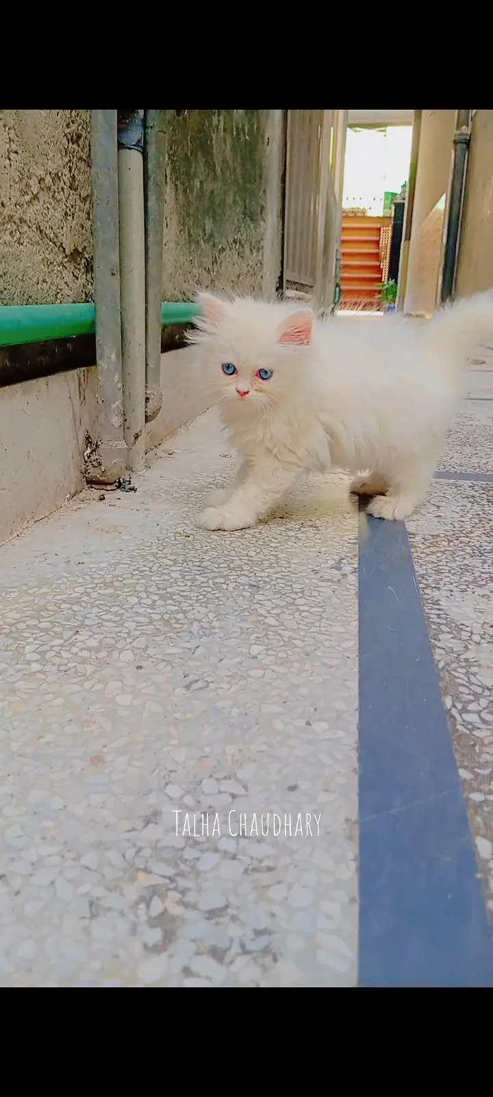 Persian kittens available — photo 5