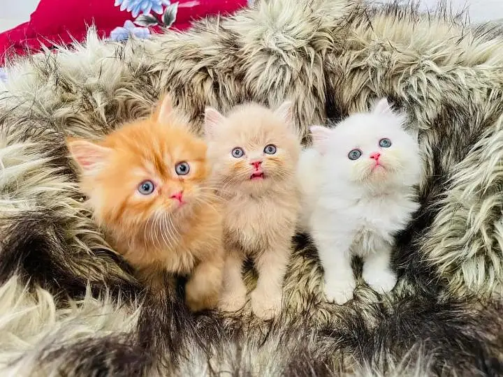 Persian kittens available — photo 8