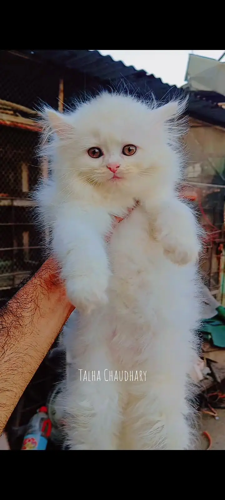 Persian kittens available — photo 9
